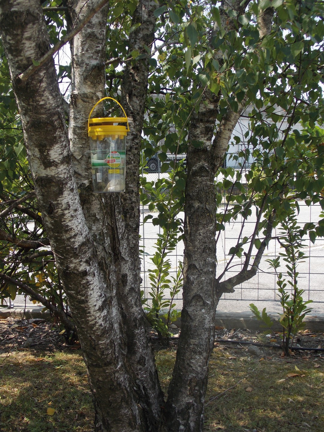 Flybuster Garden Trap - Afbeelding 5