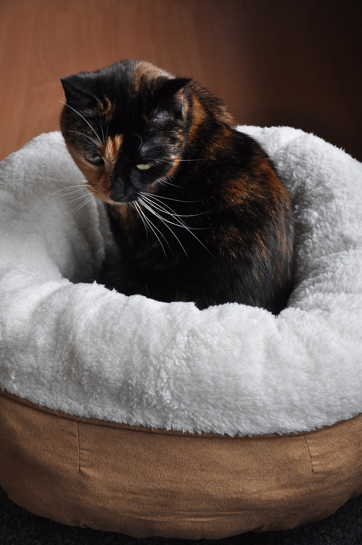 AFP Lambswool - Donut Bed Beige - Afbeelding 3