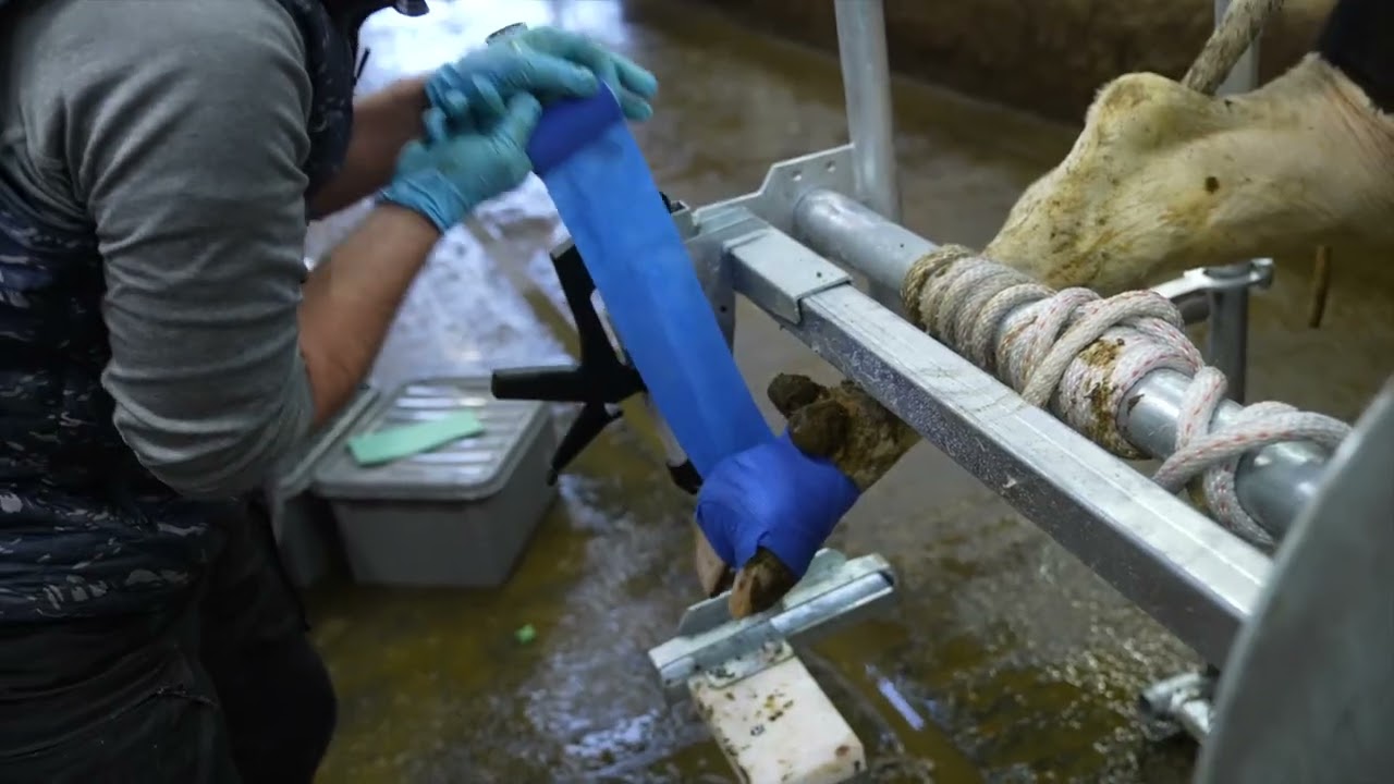 Easy Hoof Dry Pads - Afbeelding 3