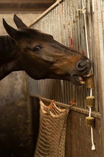 Lax Luzerne aan Speeltouw voor Paarden - Afbeelding 2