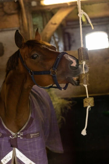 Lax Luzerne aan Speeltouw voor Paarden - Afbeelding 5
