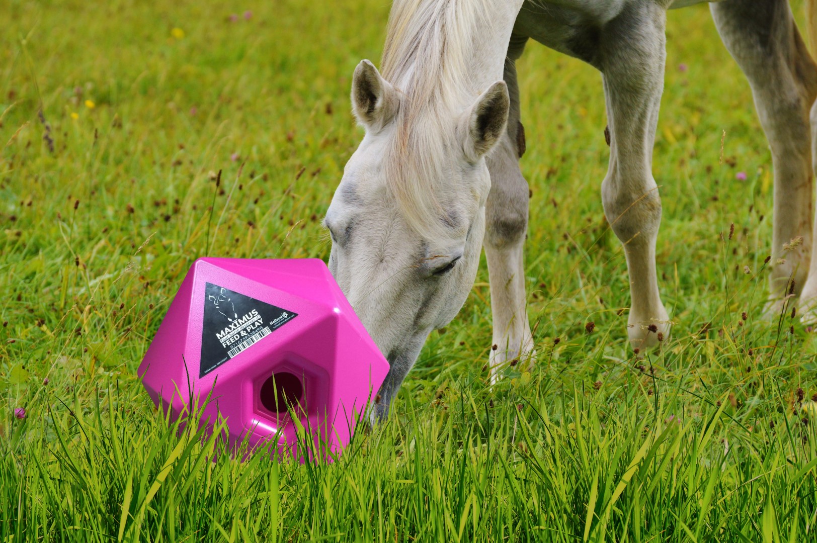 Maximus Feed & Play Roze - Afbeelding 3