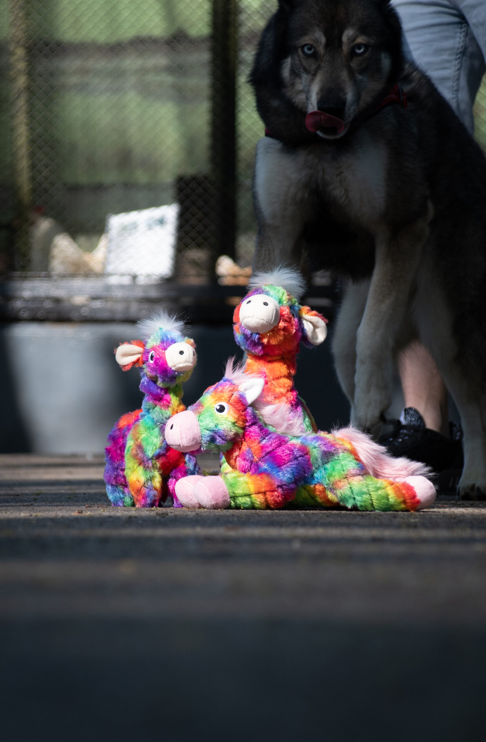 FantaZoo Bunny - L - Afbeelding 3