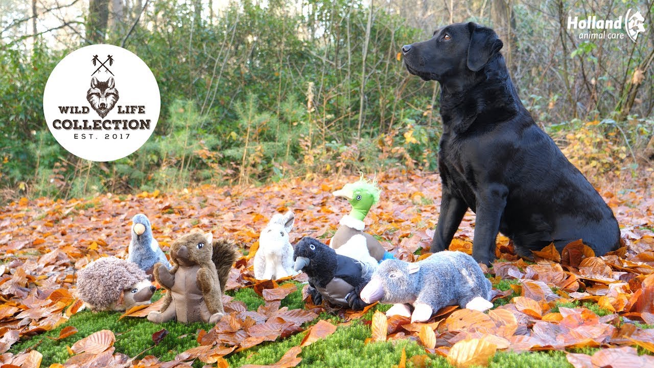Wild Life Dog Konijn - Afbeelding 4
