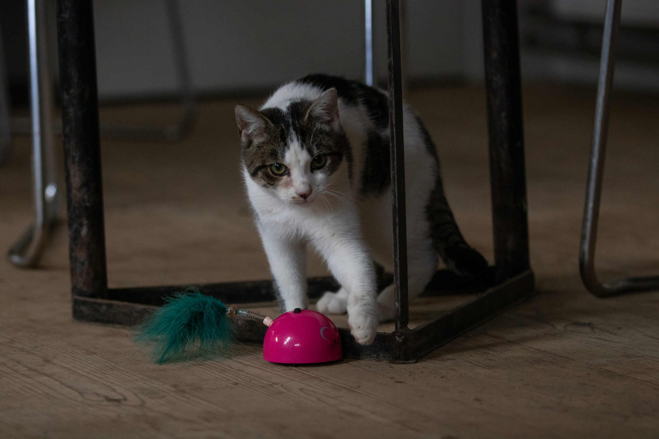 Robocat Muis Roze - Afbeelding 4