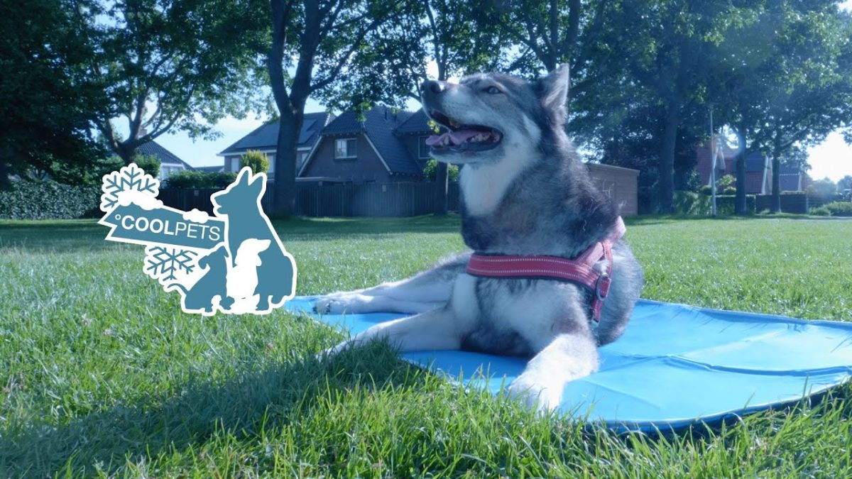 Package Deal Coolpets - Afbeelding 3