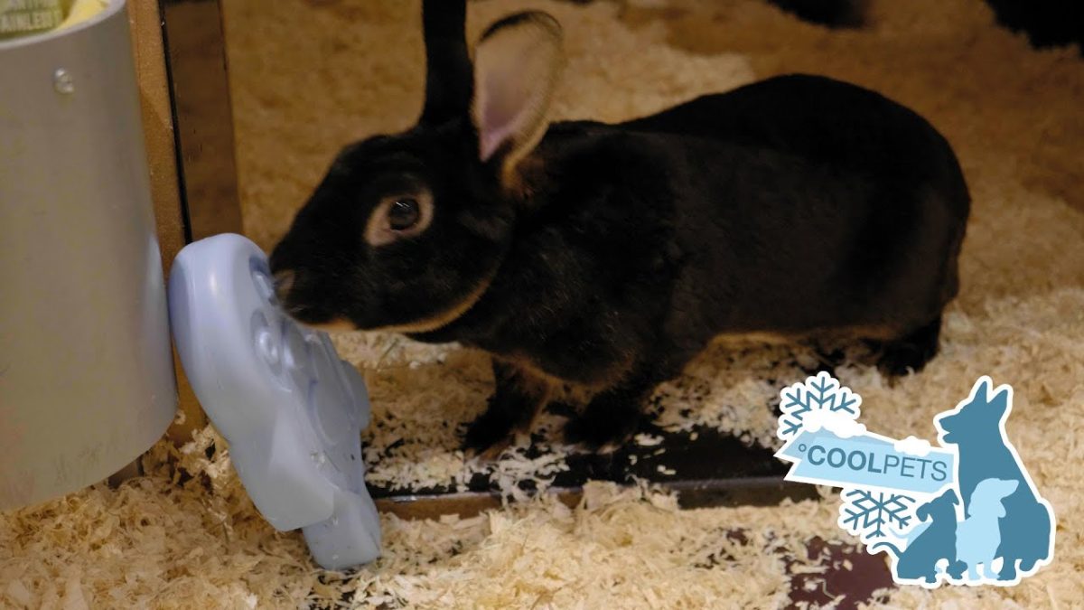 CoolPets Cooling Ice Penguin - Afbeelding 2