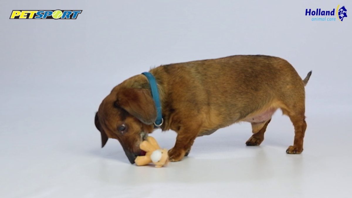 Petsport Tiny Tots Gorilla Spiky Bone Assorti - Afbeelding 5