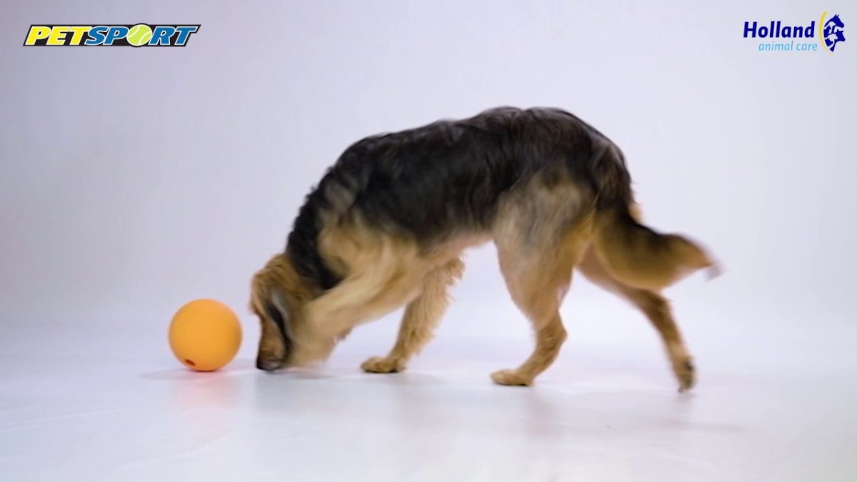 Petsport Kingpin Kibbler Zwart - Afbeelding 2