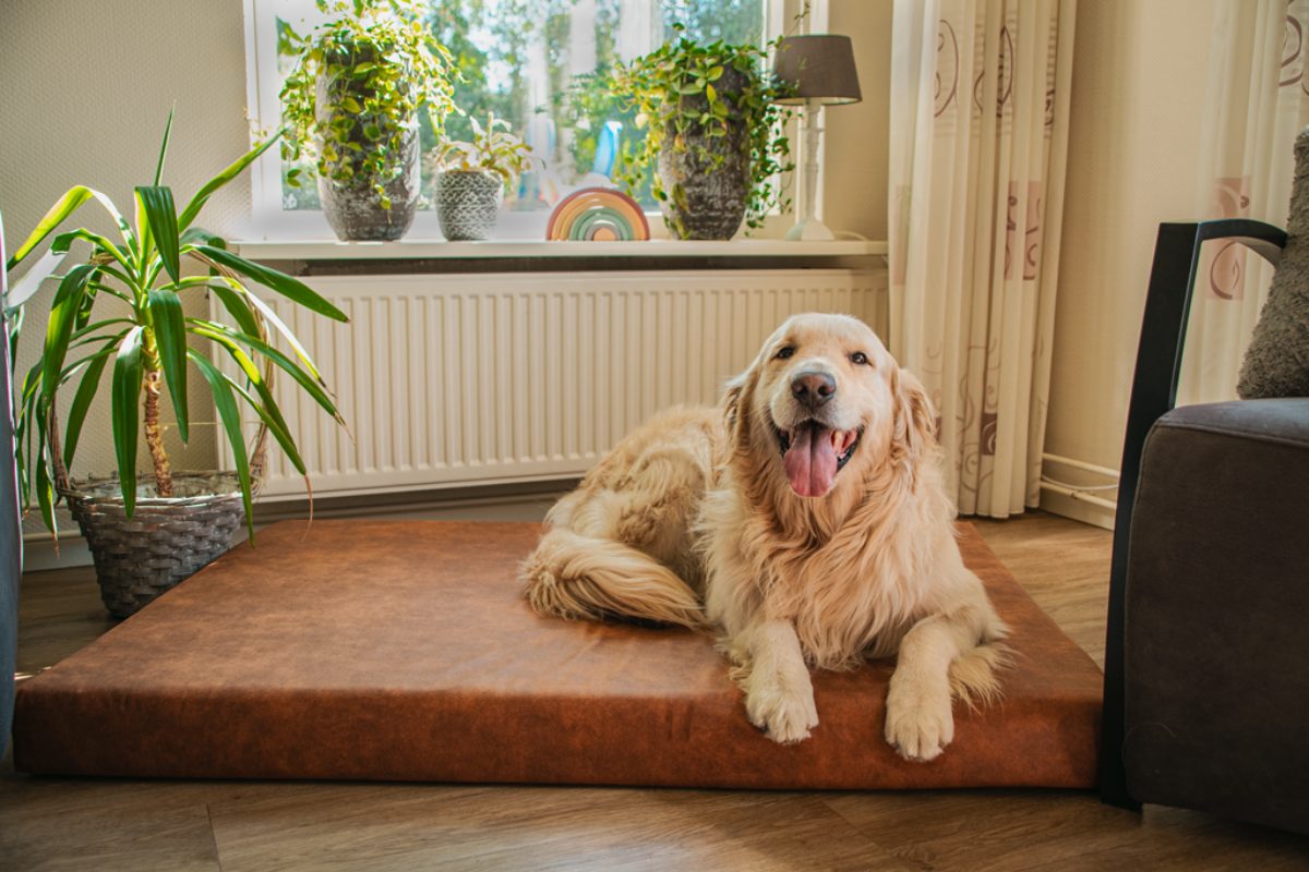 Let's Sleep Mellow Mattress Orthopedisch Kussen L Antraciet - Afbeelding 3