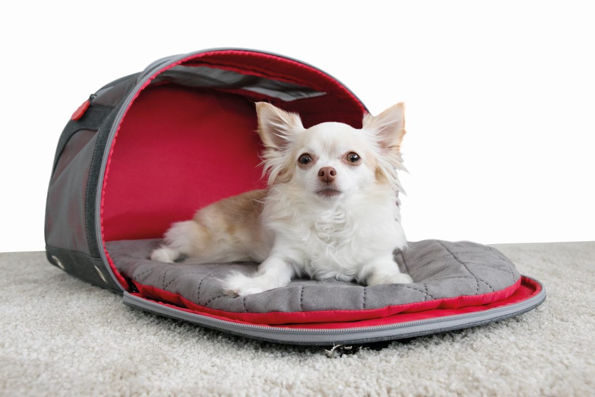 KONG 2-In-1 Pet Carrier and Travel Mat - Afbeelding 5