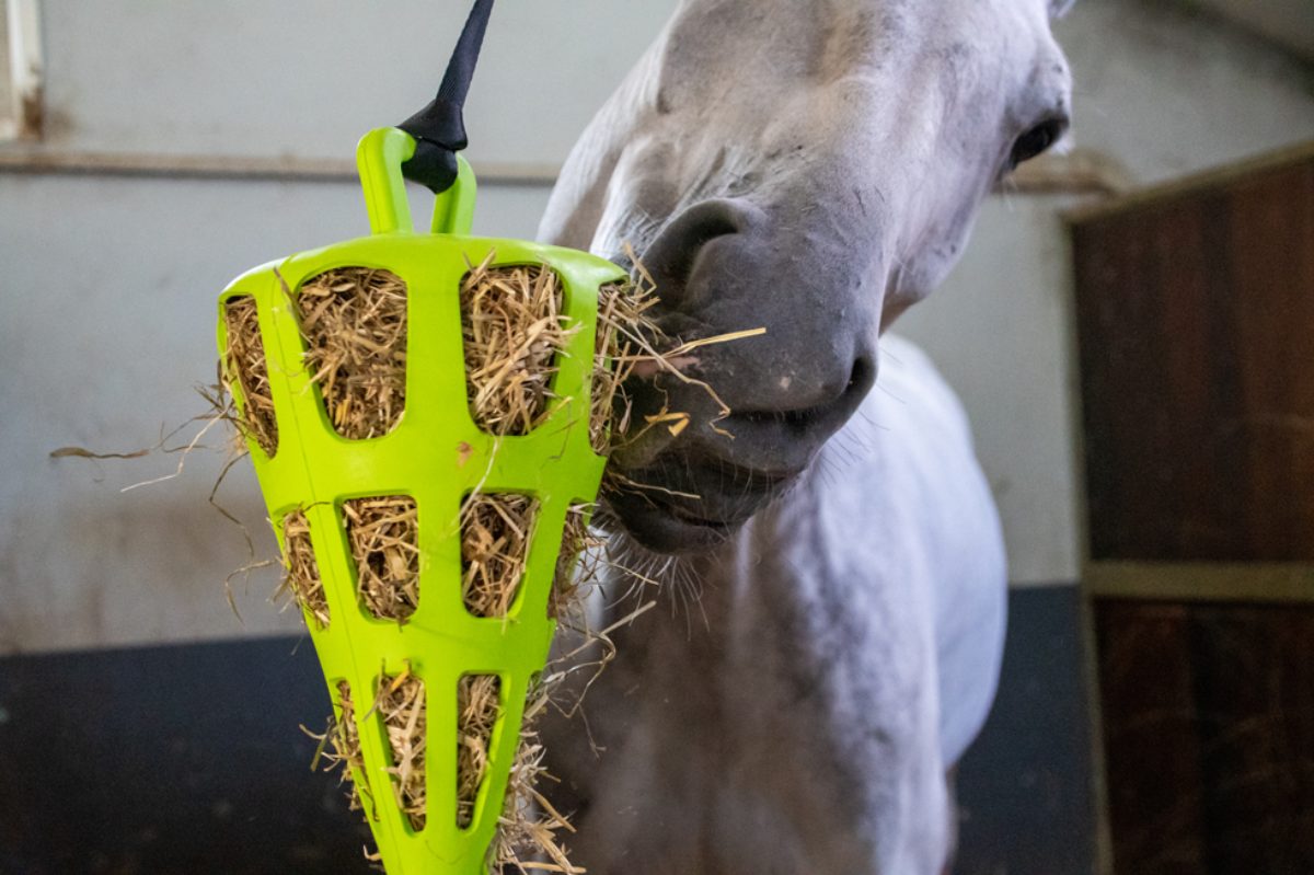Hay Slow Feeder Fun & Flex Carrot Groen - Afbeelding 3