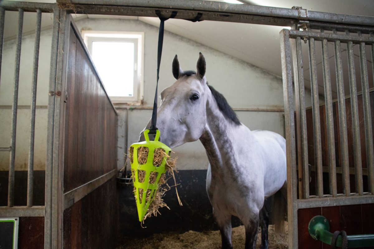 Hay Slow Feeder Fun & Flex Carrot Groen - Afbeelding 4