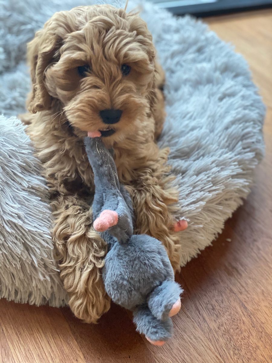 Bunny Puppy Crunchy Knot - Afbeelding 3