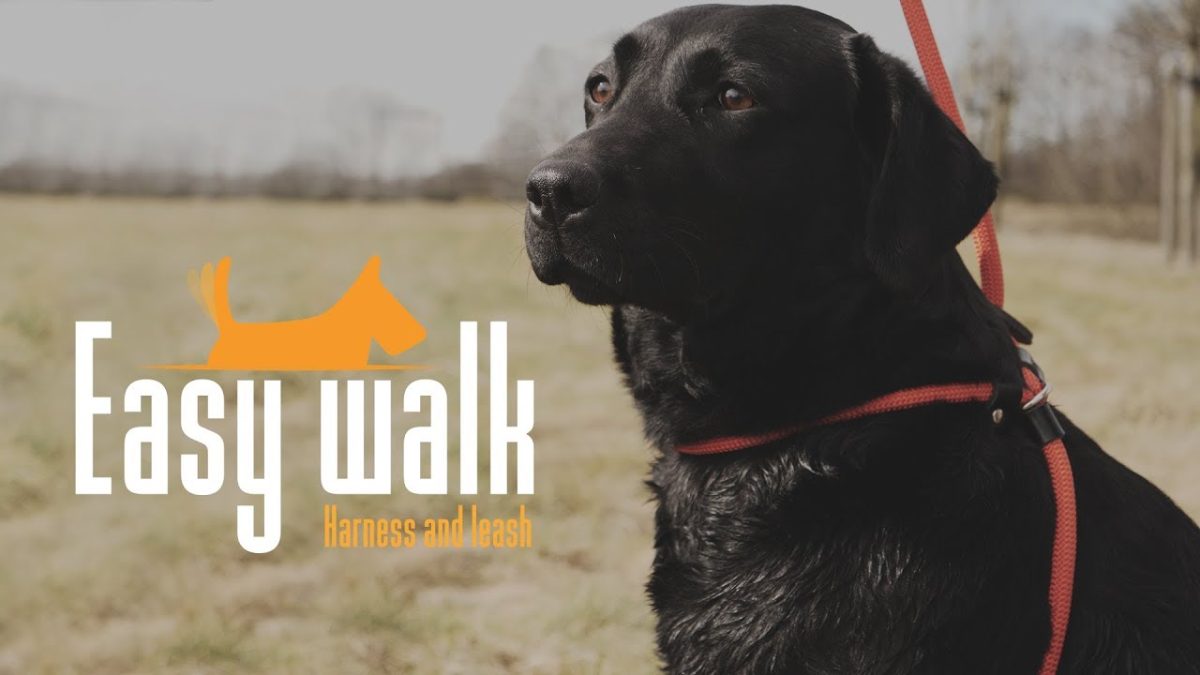 Easy Walk Schoudermodel Zwart - Mini - Afbeelding 2