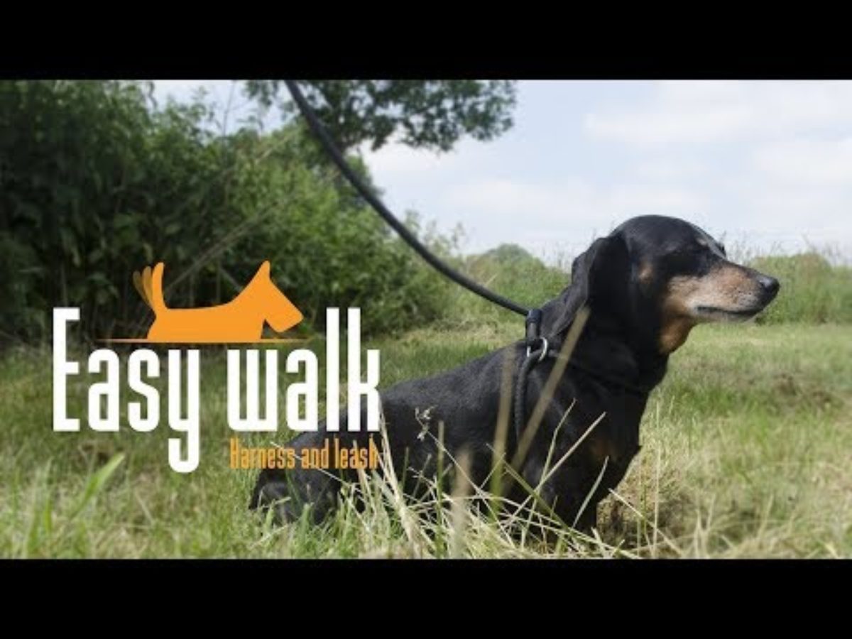 Easy Walk Schoudermodel Zwart - Mini - Afbeelding 3