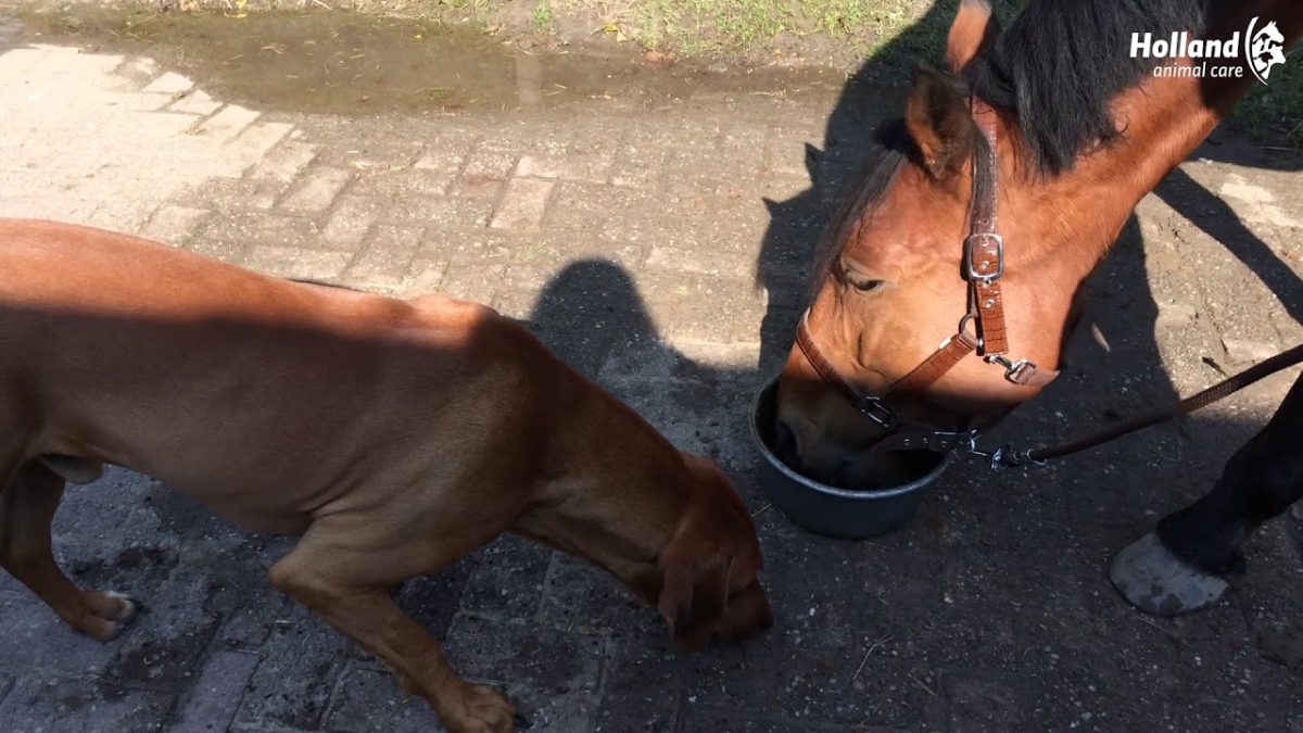 Excellent Horse Total Balance 2,5 l - Afbeelding 2