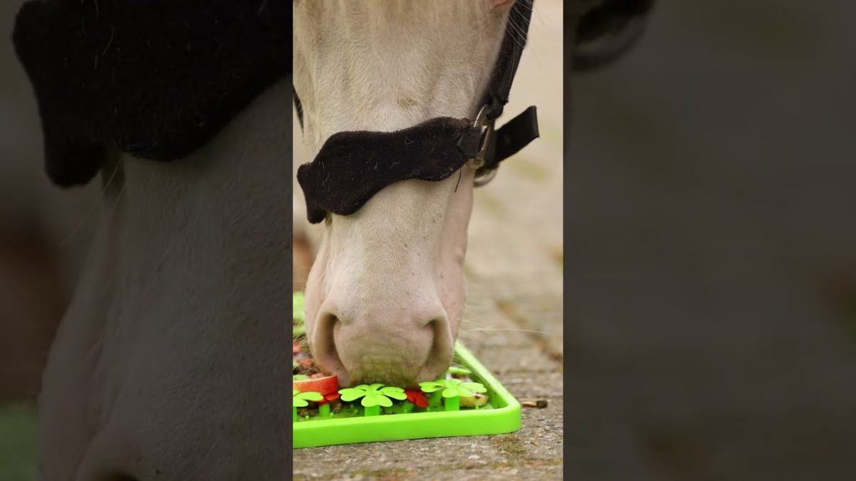 Excellent Horse Snuffle Mat - Afbeelding 3