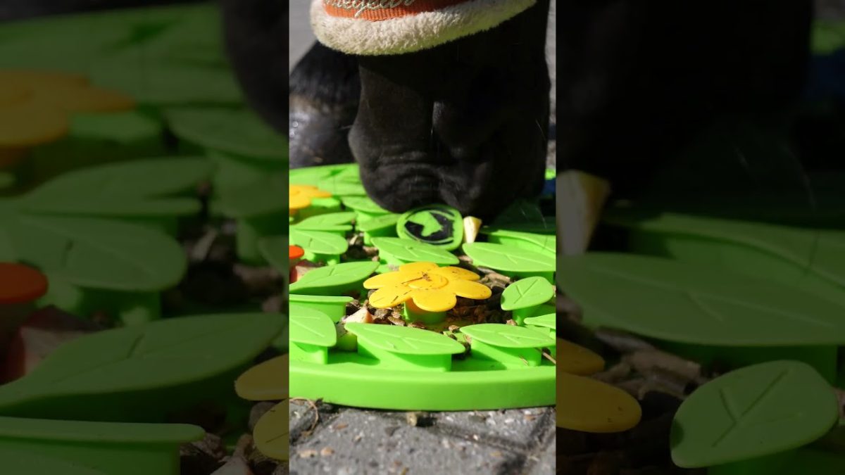 Excellent Horse Snuffle Mat Flower Power - Afbeelding 6