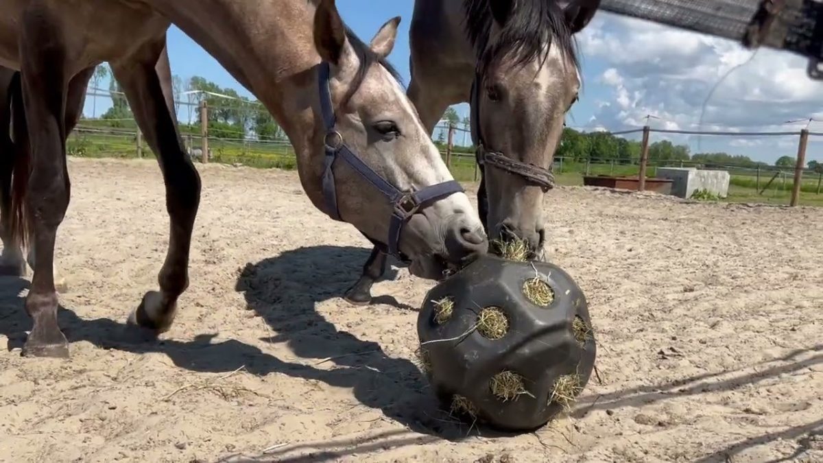 Excellent Horse Feed & Play Ball Zwart - Afbeelding 2