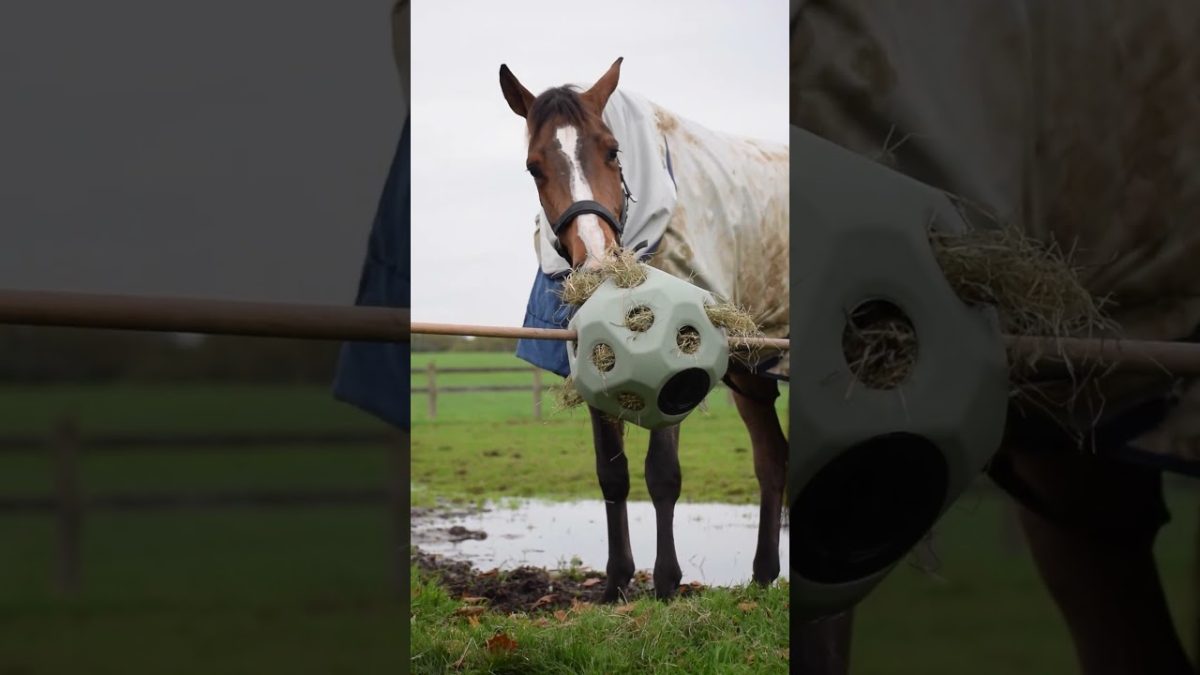 Excellent Horse Feed & Play Ball Zwart - Afbeelding 3