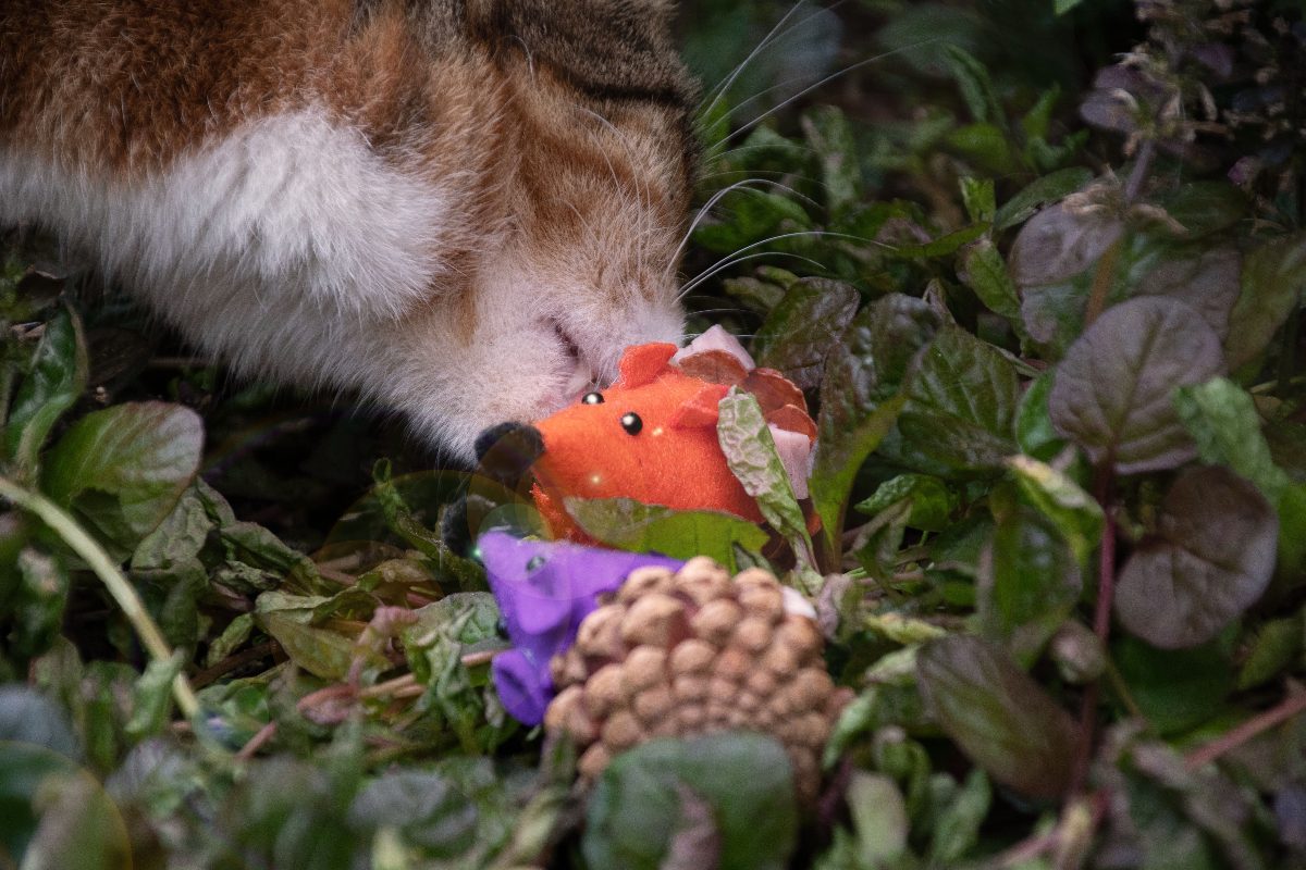 Forest Friends Mouse Oranje - Afbeelding 3