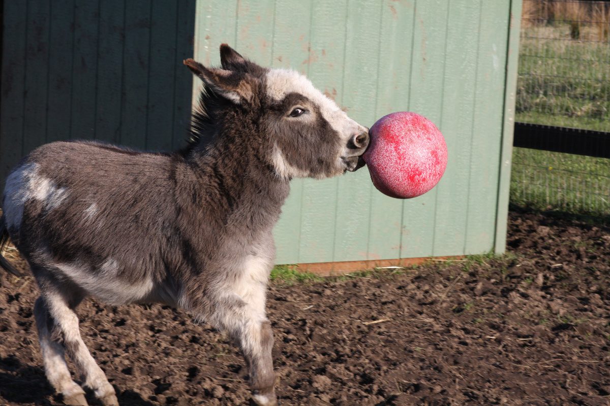 Jolly Ball Rood (geurloos) - Afbeelding 2