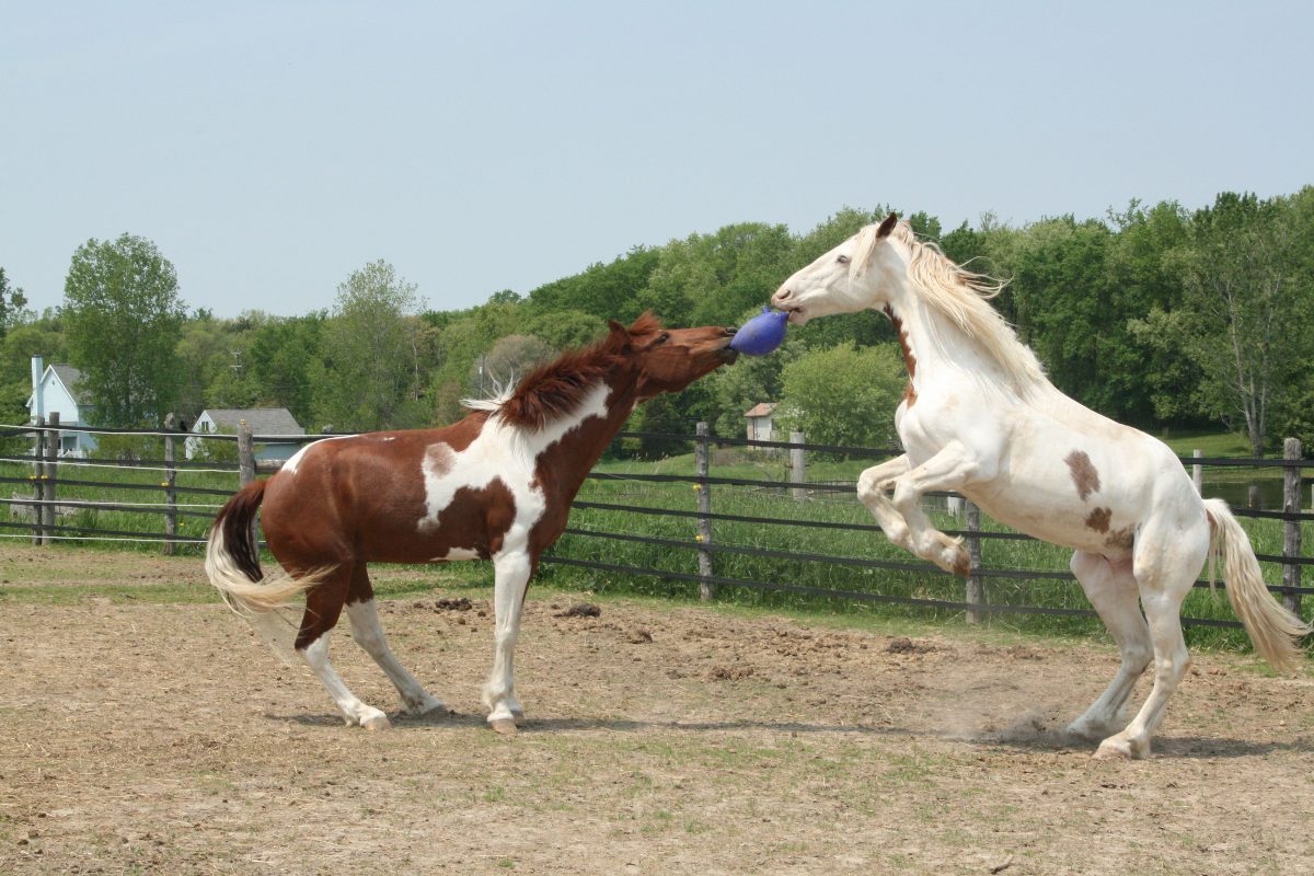 Jolly Ball Dual Rood - Afbeelding 2