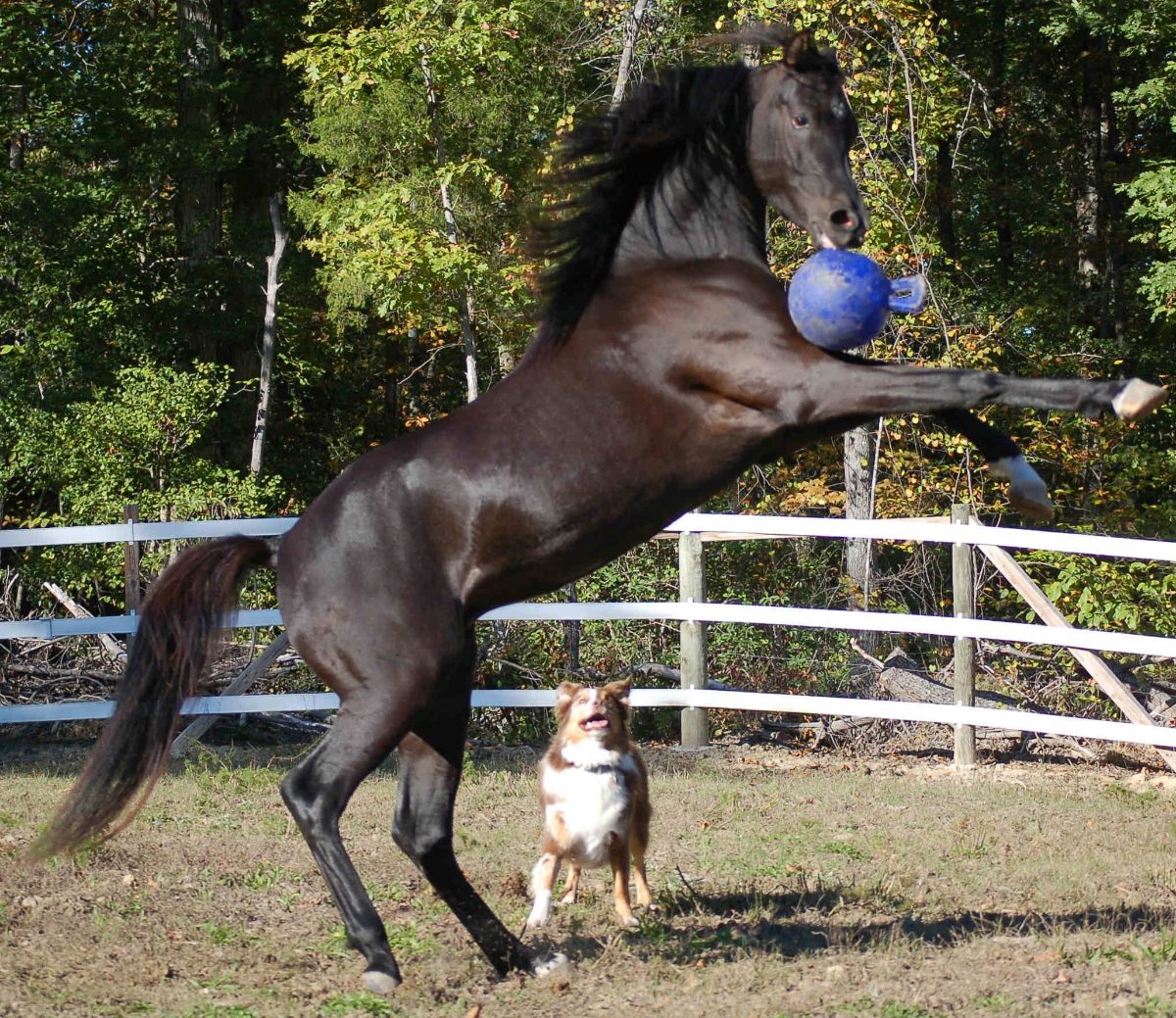 Jolly Ball Dual Rood - Afbeelding 3
