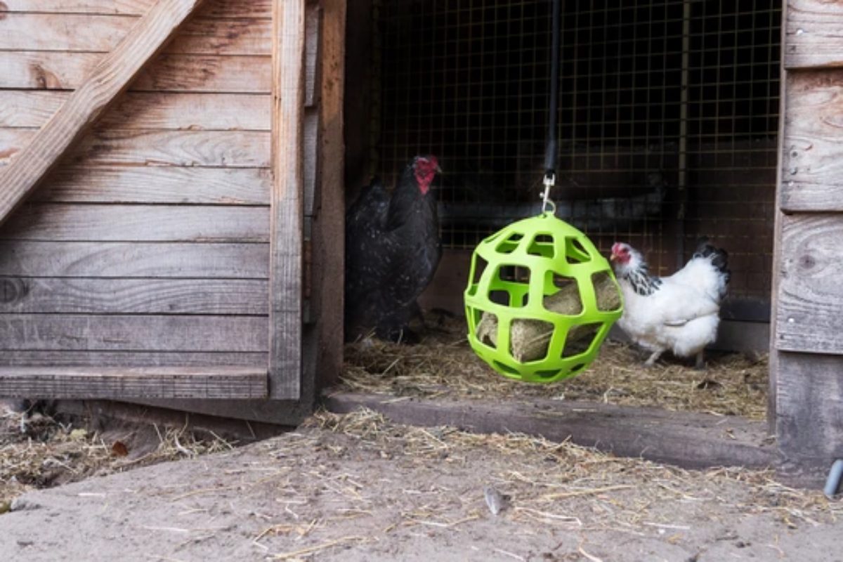 Lax Pikblok voor Legkippen 3,5 kg - Afbeelding 4