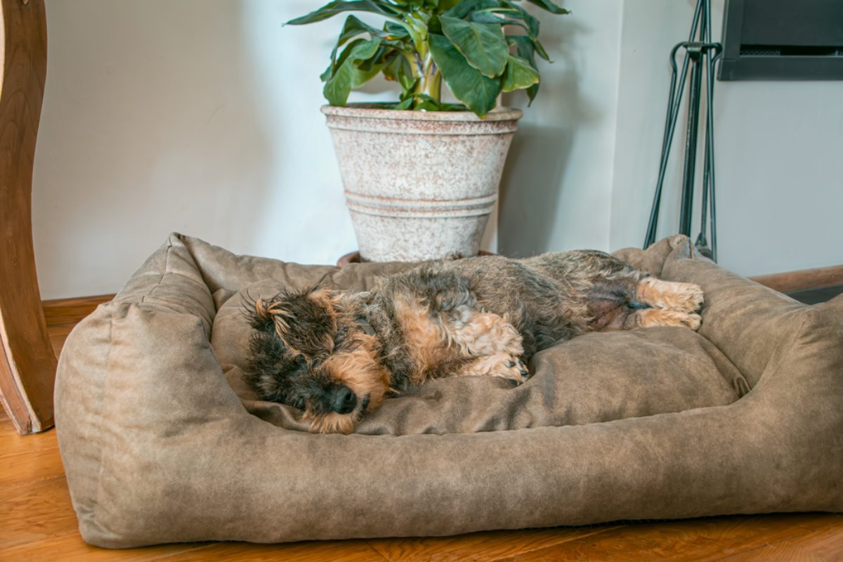 Let's Sleep Sweet Dreams Hondenmand Met Kussen L Taupe - Afbeelding 3