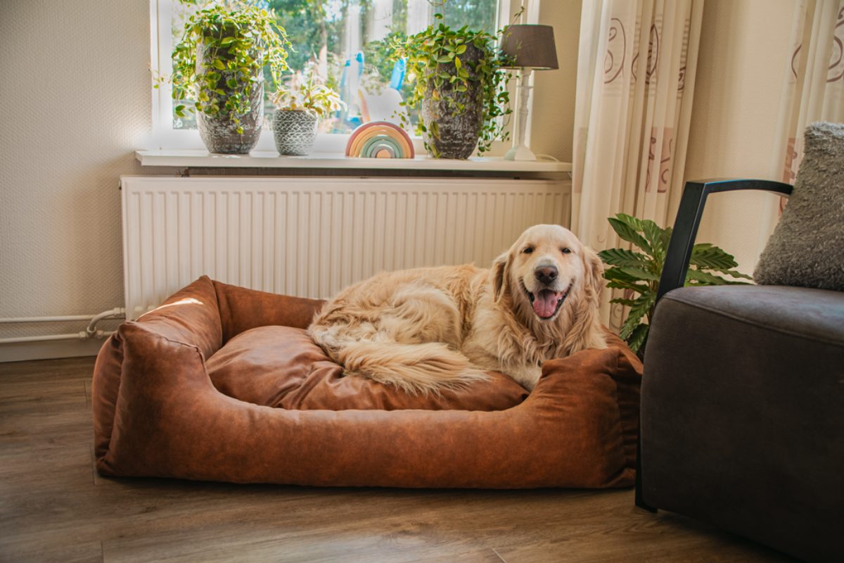 Let's Sleep Sweet Dreams Hondenmand Met Kussen XL Taupe - Afbeelding 2