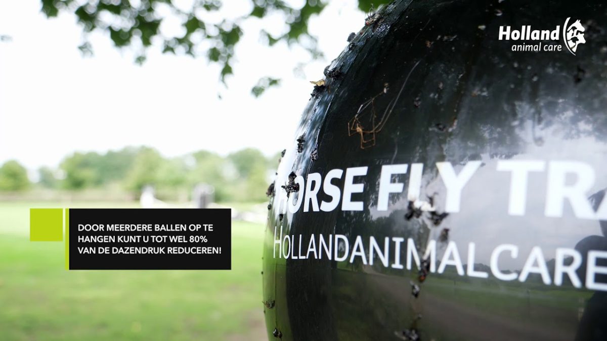 Loer Dazenval Bal - Afbeelding 2