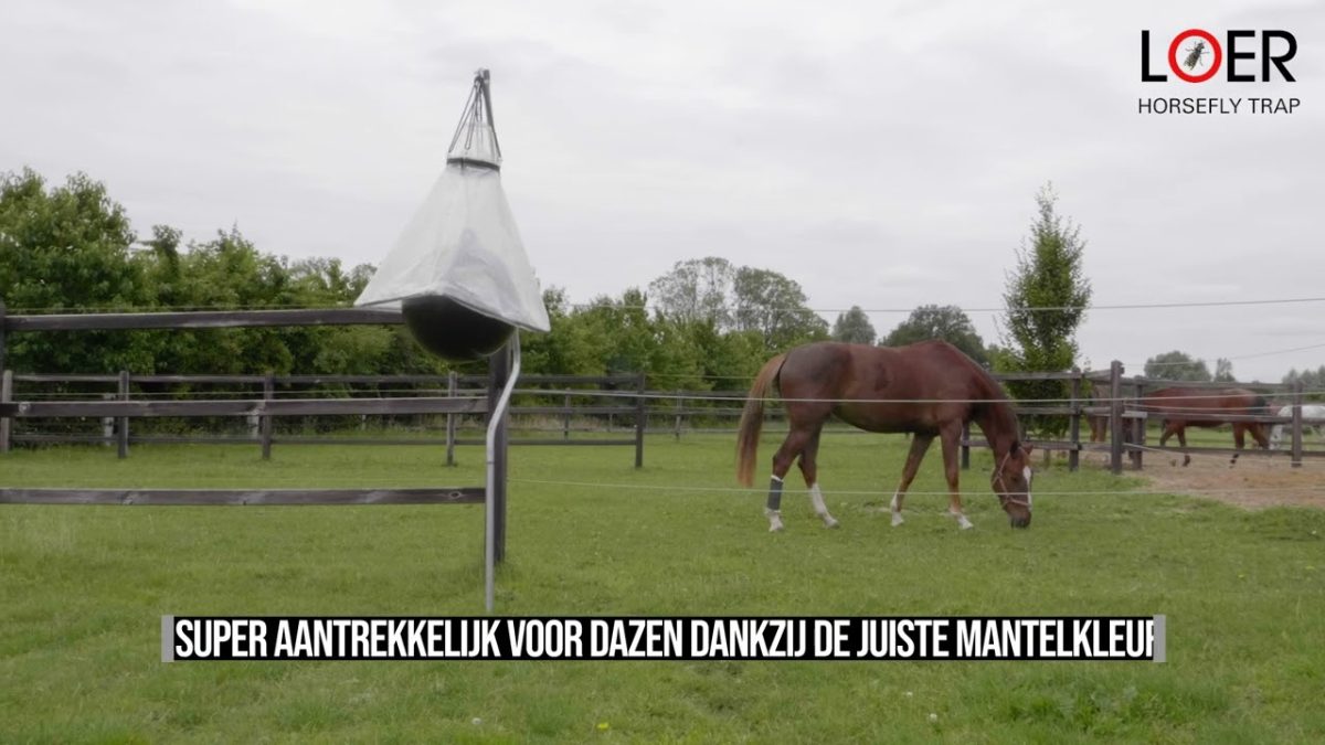 Loer Dazenval Bal - Afbeelding 3