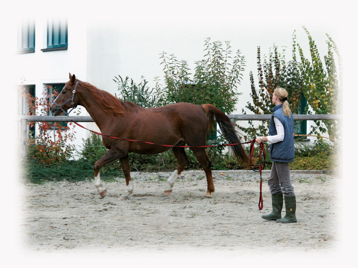 Longeerlijn zwart soft 8 meter Rood - Afbeelding 2