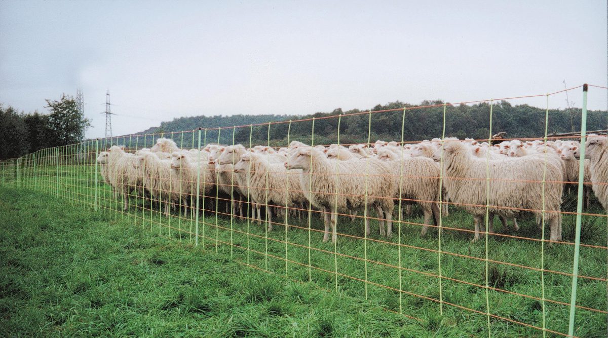 Euro-Netz 106 cm dubbelpunt - Afbeelding 3