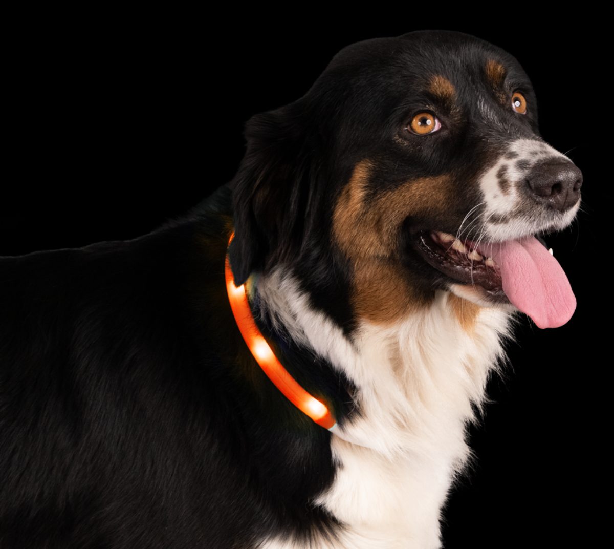 Nightwalk Safety Collar Oranje - Afbeelding 3