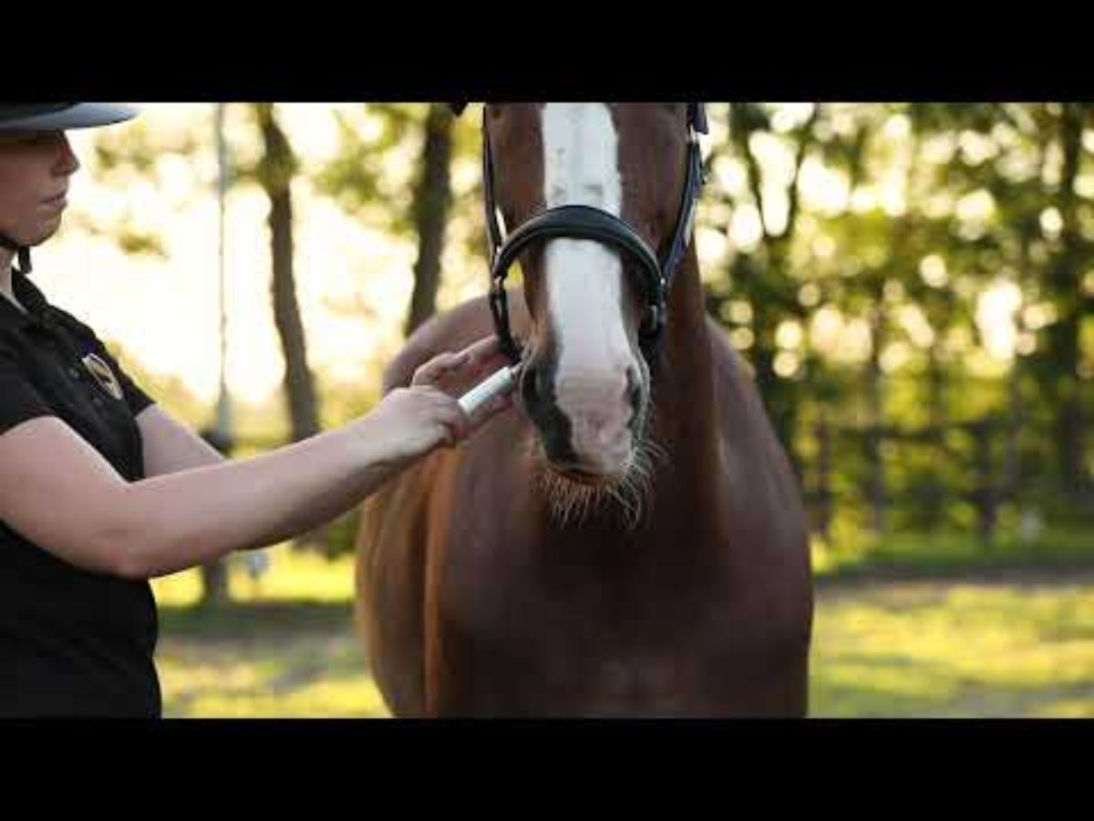 Excellent Horse Vitasporal 12 ml - Afbeelding 4