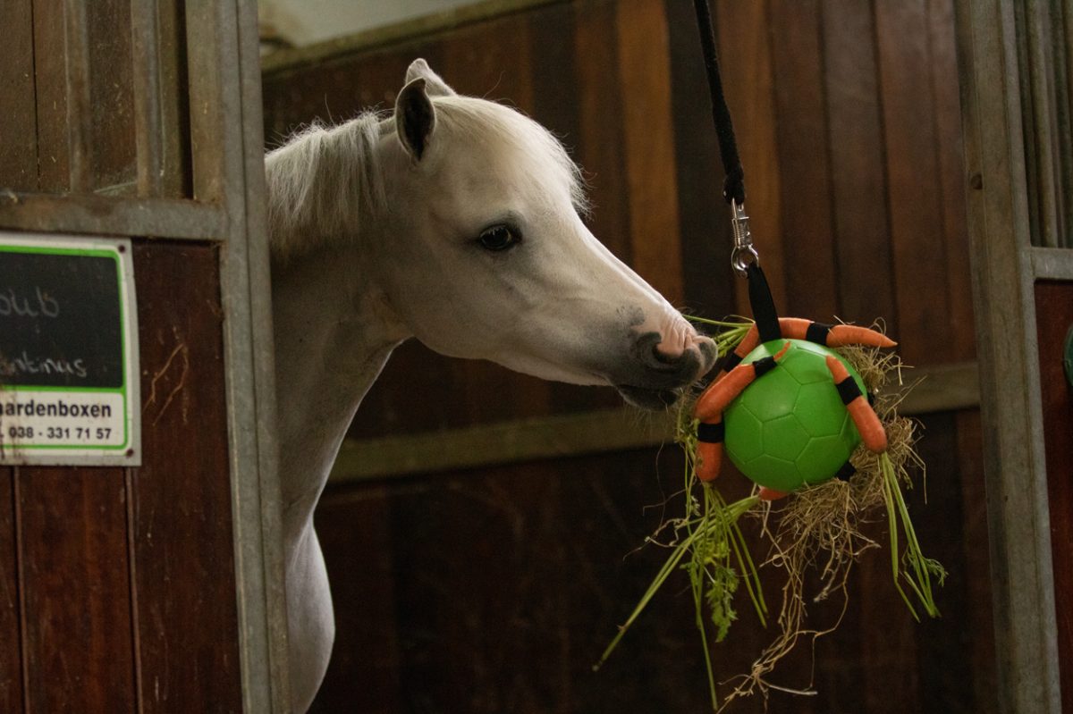 Excellent Horse Fun Play Ball Roze - Afbeelding 4