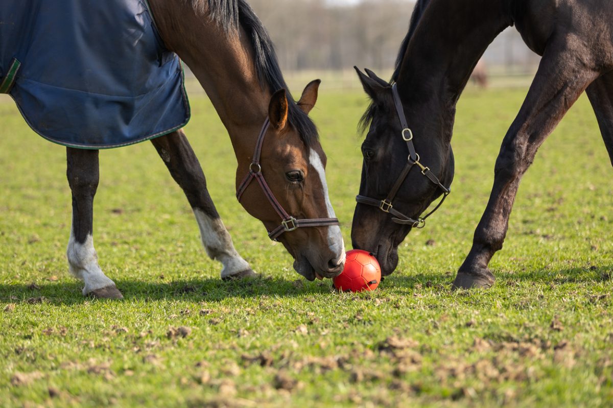 Excellent Horse Fun Play Ball Roze - Afbeelding 6