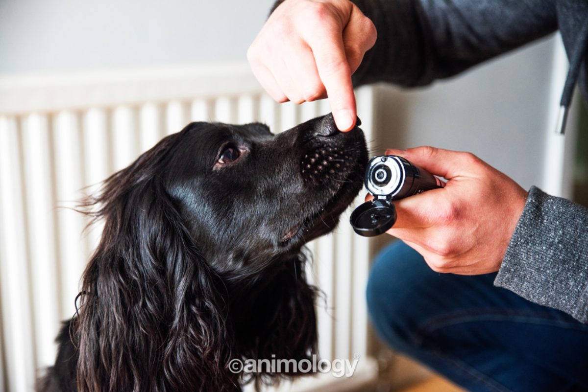 Animology Paws & Nose Balm 50 ml - Afbeelding 4