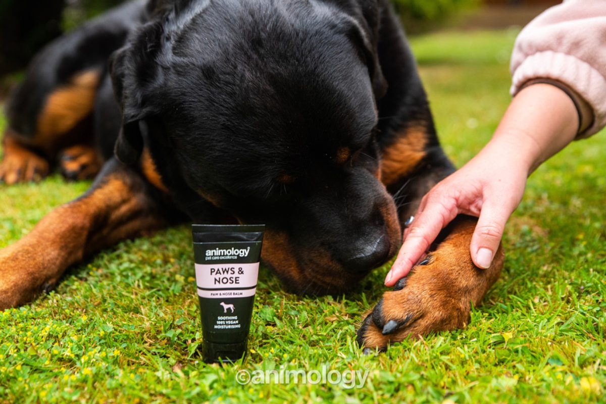 Animology Paws & Nose Balm 50 ml - Afbeelding 5