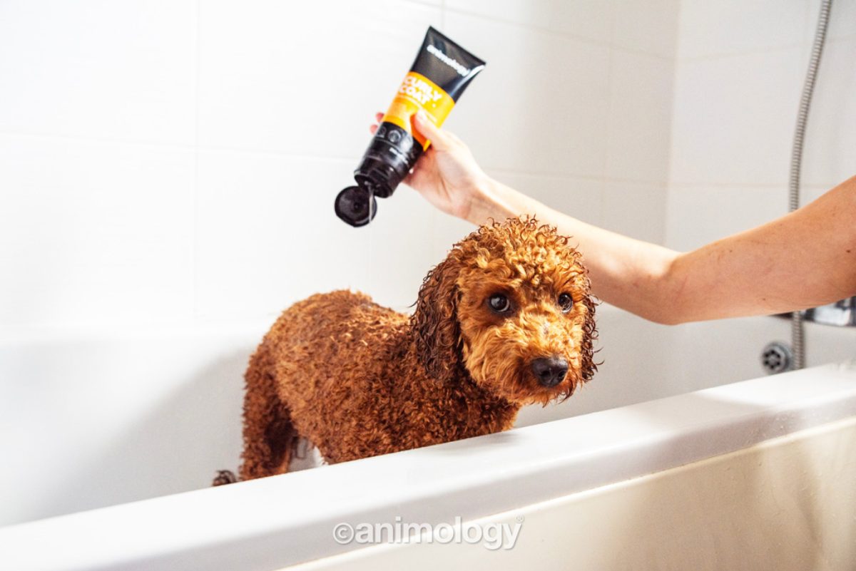 Animology Curly Coat Dog Shampoo 250 ml - Afbeelding 2