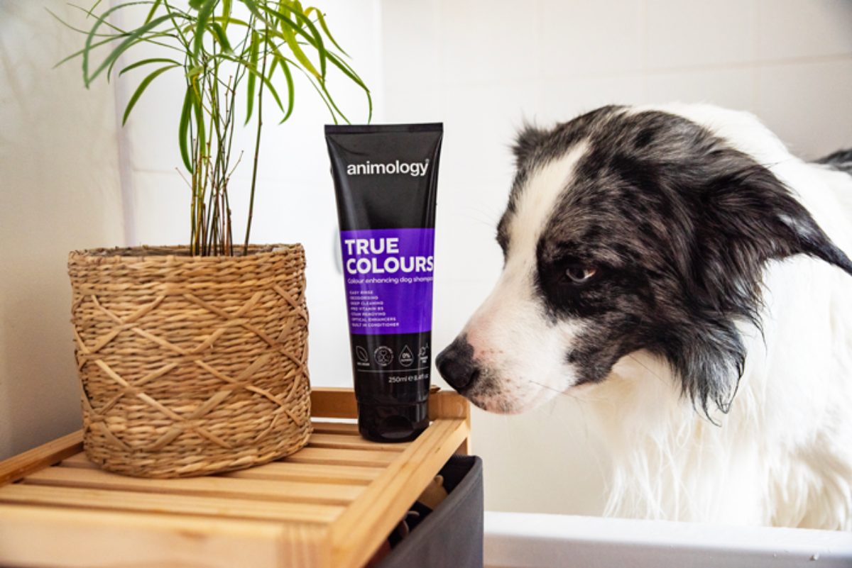 Animology True Colours Dog Shampoo - Afbeelding 3