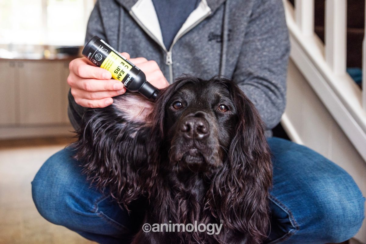 Animology Clean Ears 100 ml - Afbeelding 4