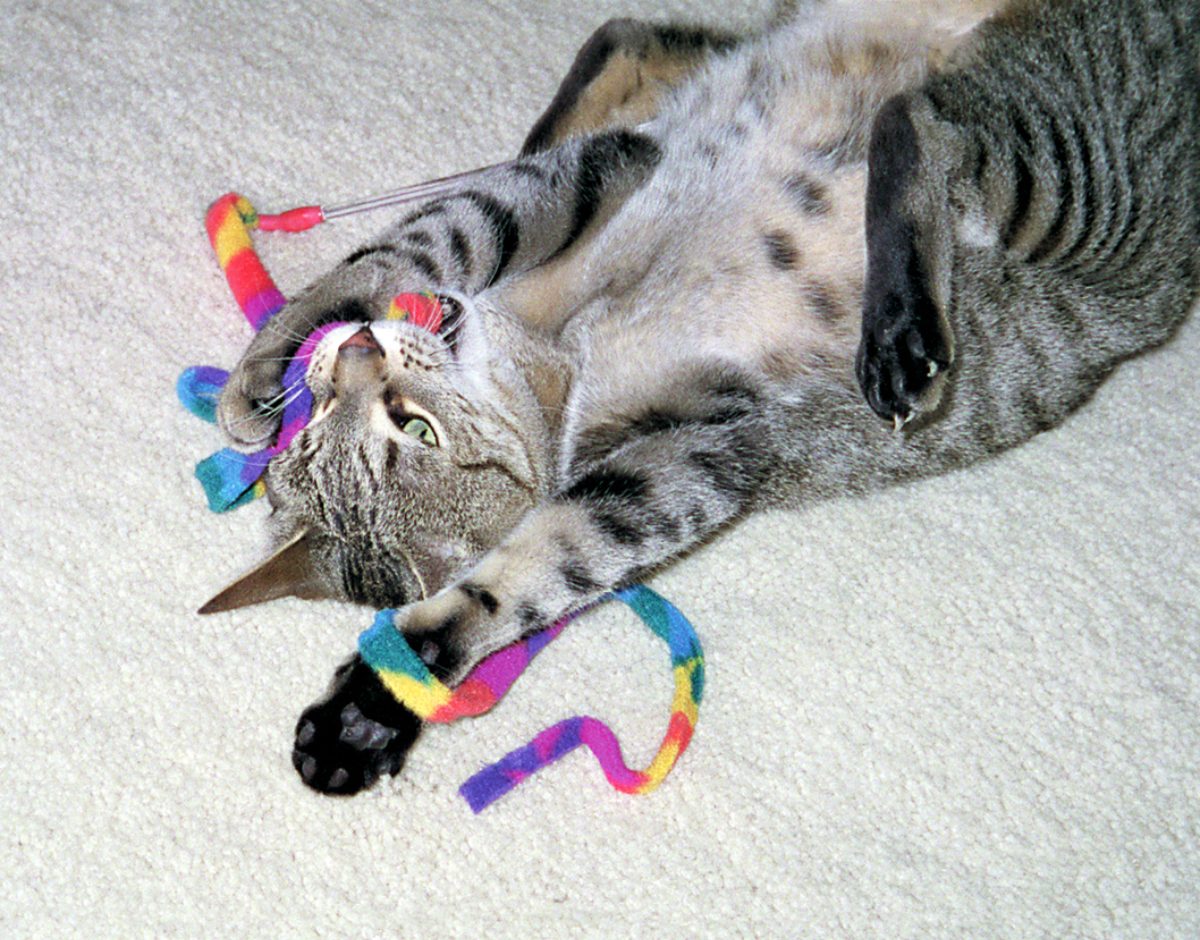 Cat Dancer Cat Charmer - Afbeelding 2