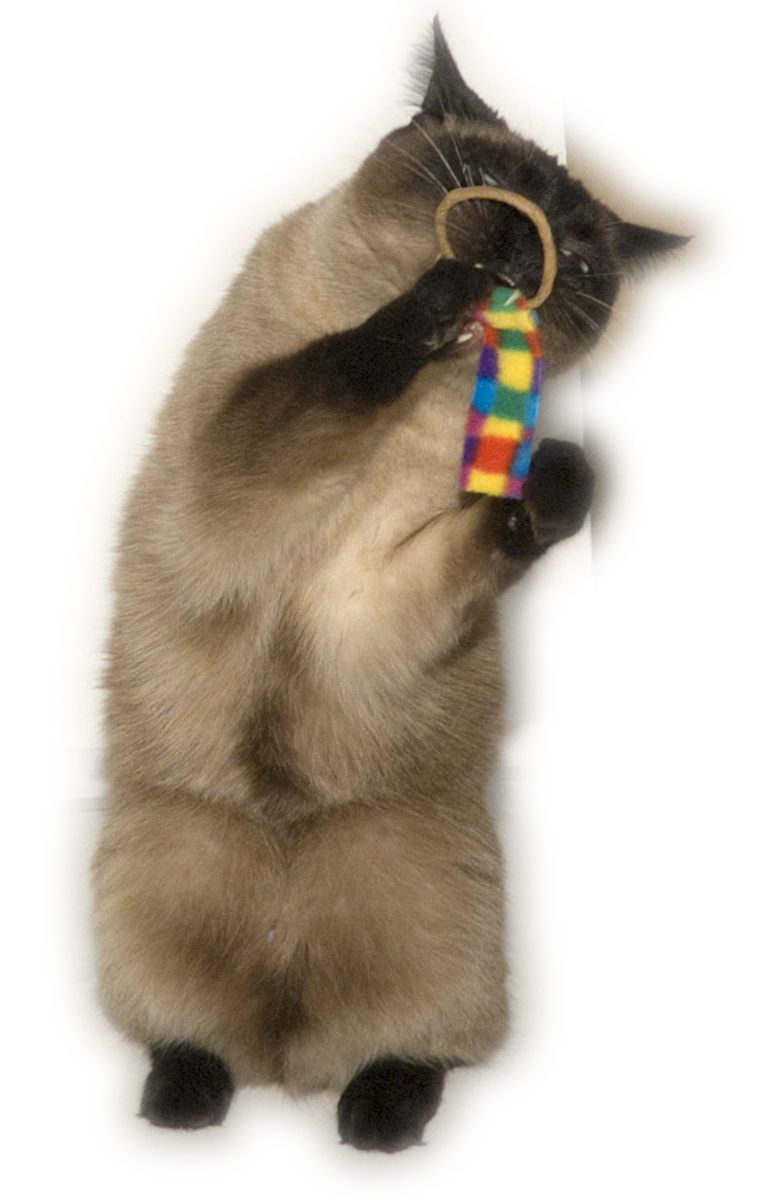 Cat Dancer Ring Tail Chasers (2-Pack) - Afbeelding 2