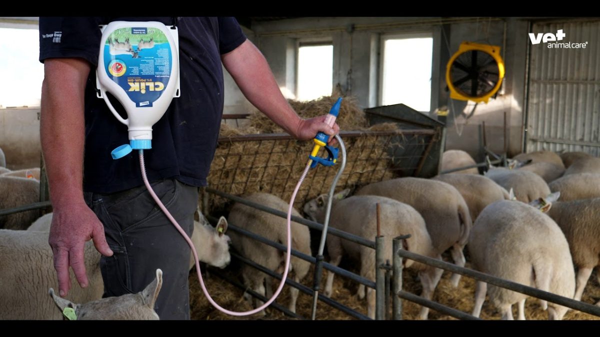 Clik 5% Pour-On REG NL URA 0,8 l - Afbeelding 2