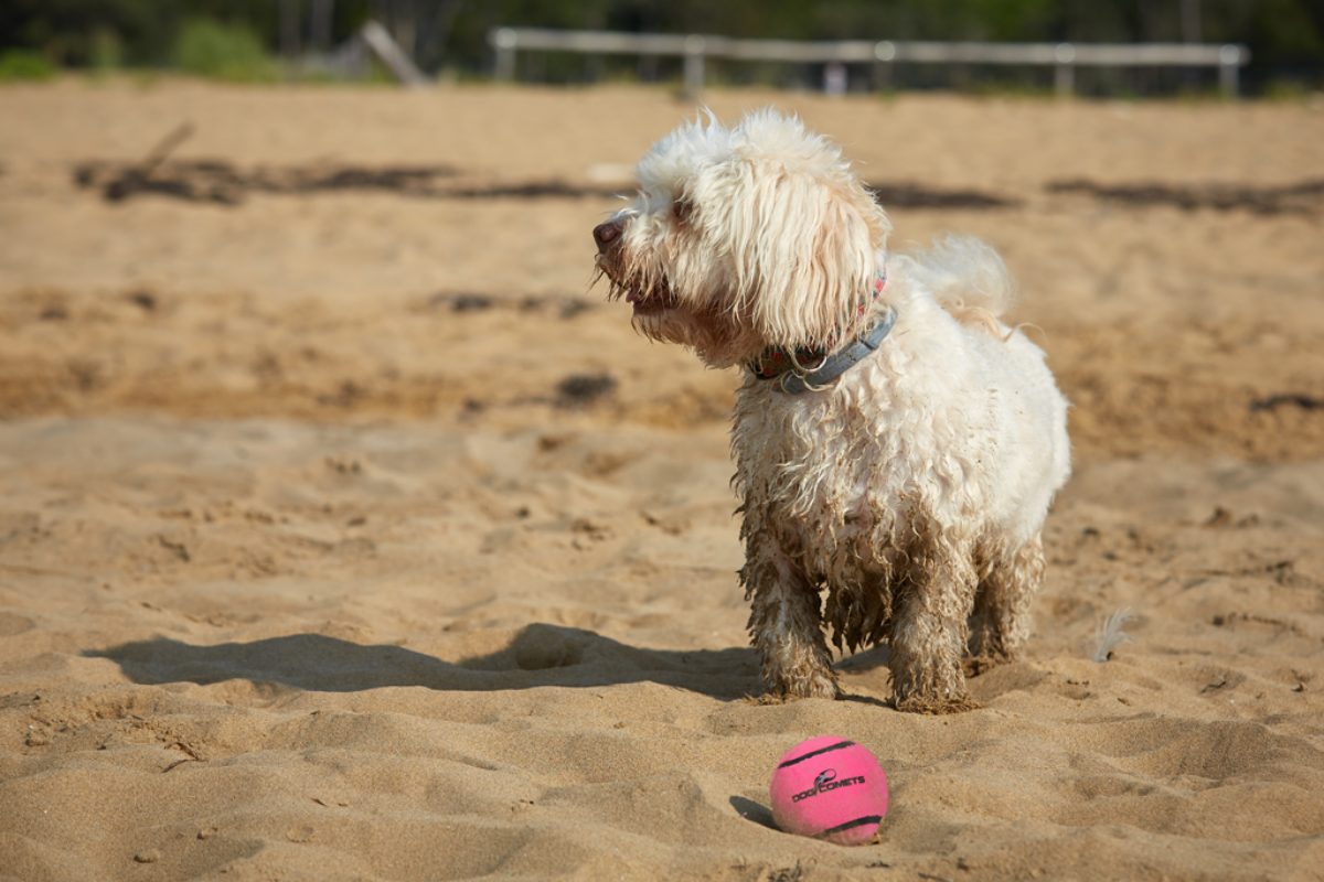 Dog Comets Tennisbal Met Pieper Neutron Star M Roze - Afbeelding 3
