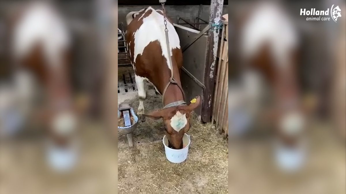 Excellent Afkalf Drank + - Afbeelding 3